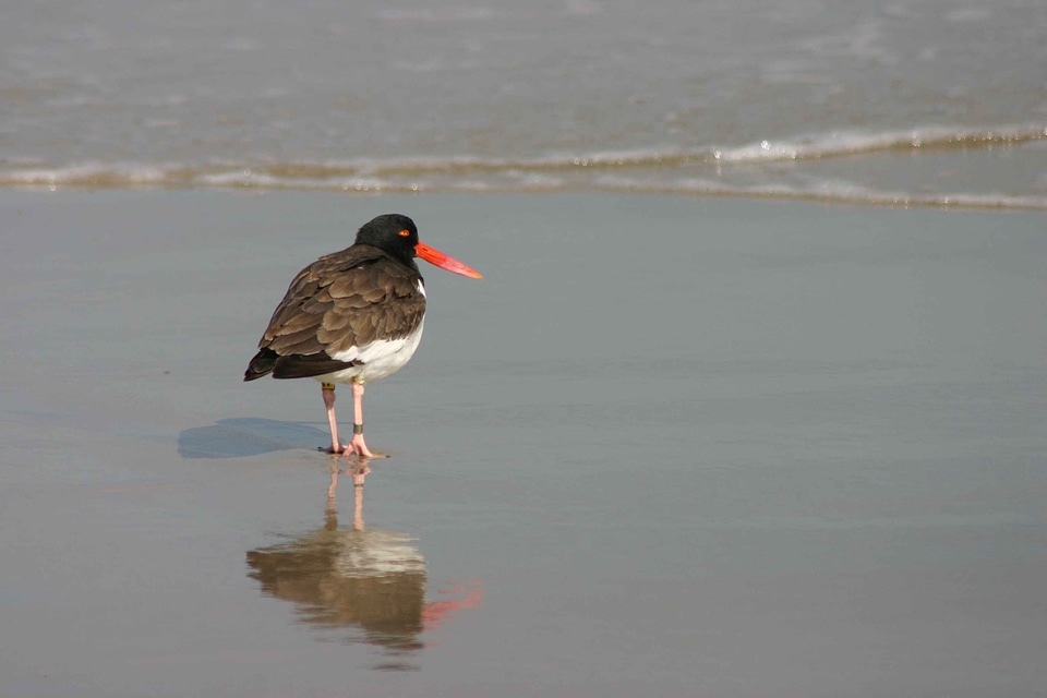 American back bird
