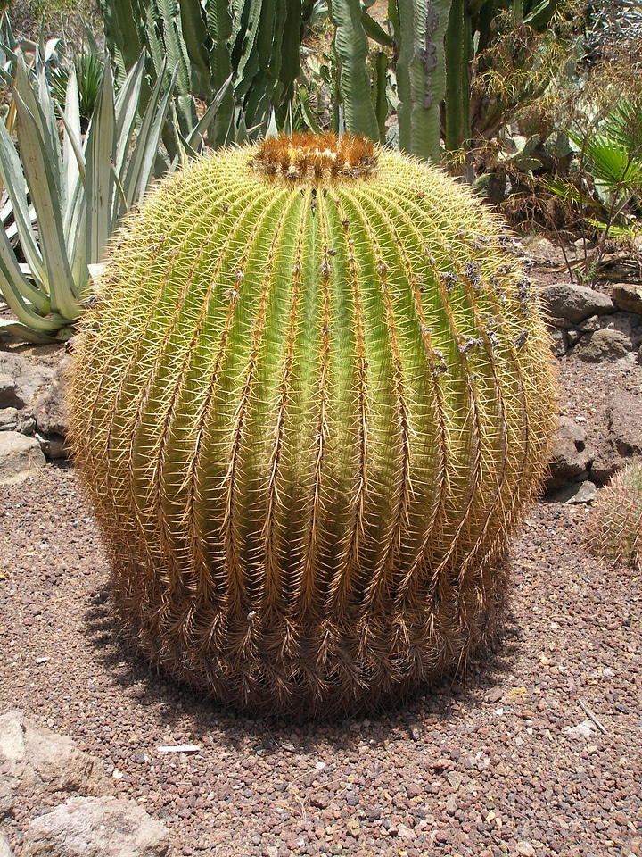 Dry pointed round