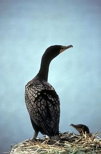 Back cormorant double