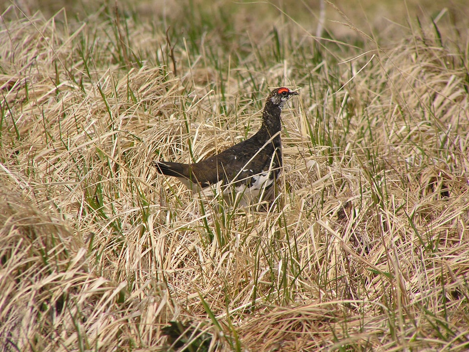 Bird grass plants Lagopus muta