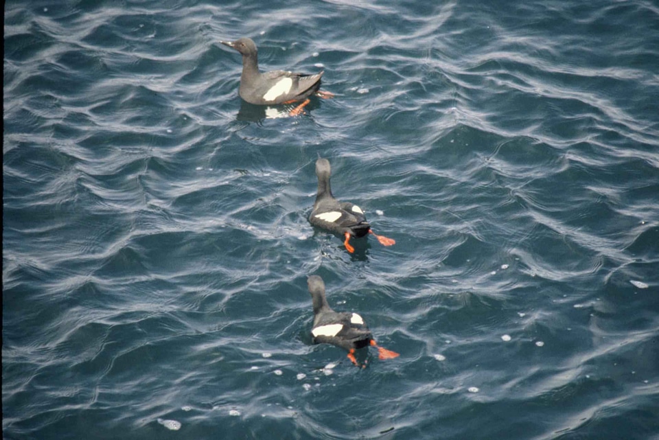 Cepphus Columba dove Uria aalge