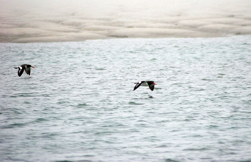 American flight ocean