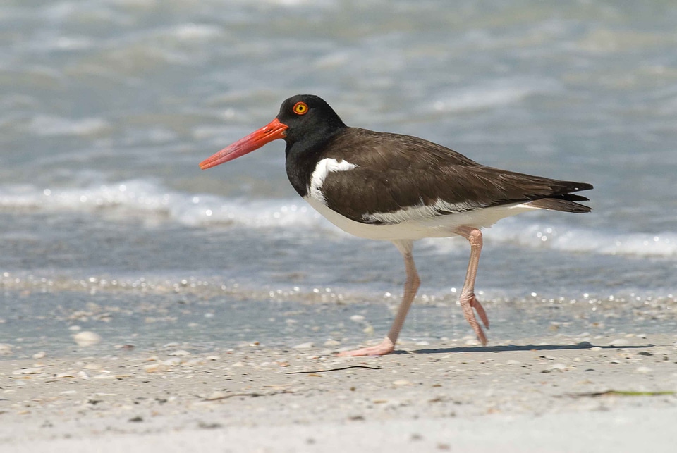 American bird Haematopus bachmani