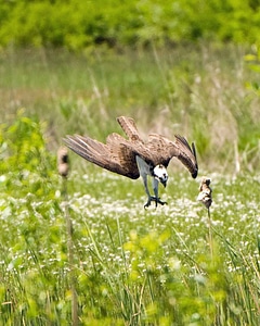 Osprey pursuit photo