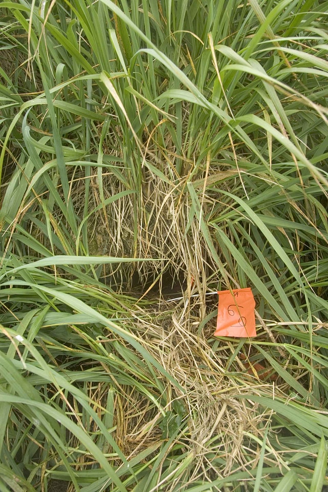 Burrow fork Hydrobates pelagicus