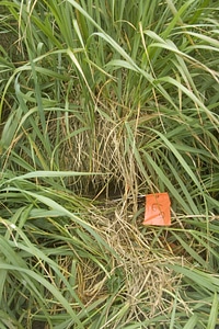 Burrow fork Hydrobates pelagicus