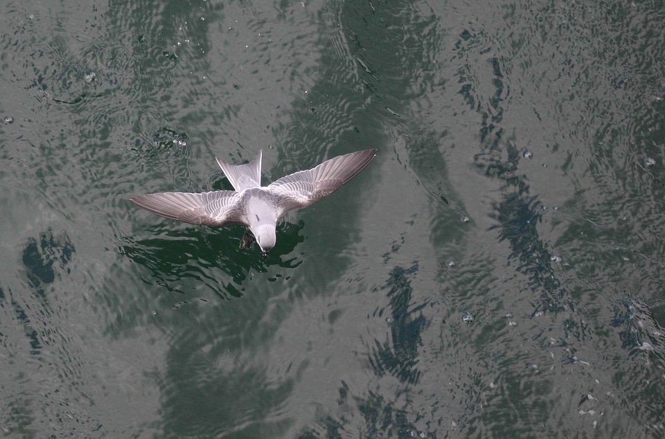 Flight fork Hydrobates pelagicus