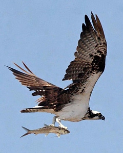 Bird close close-up