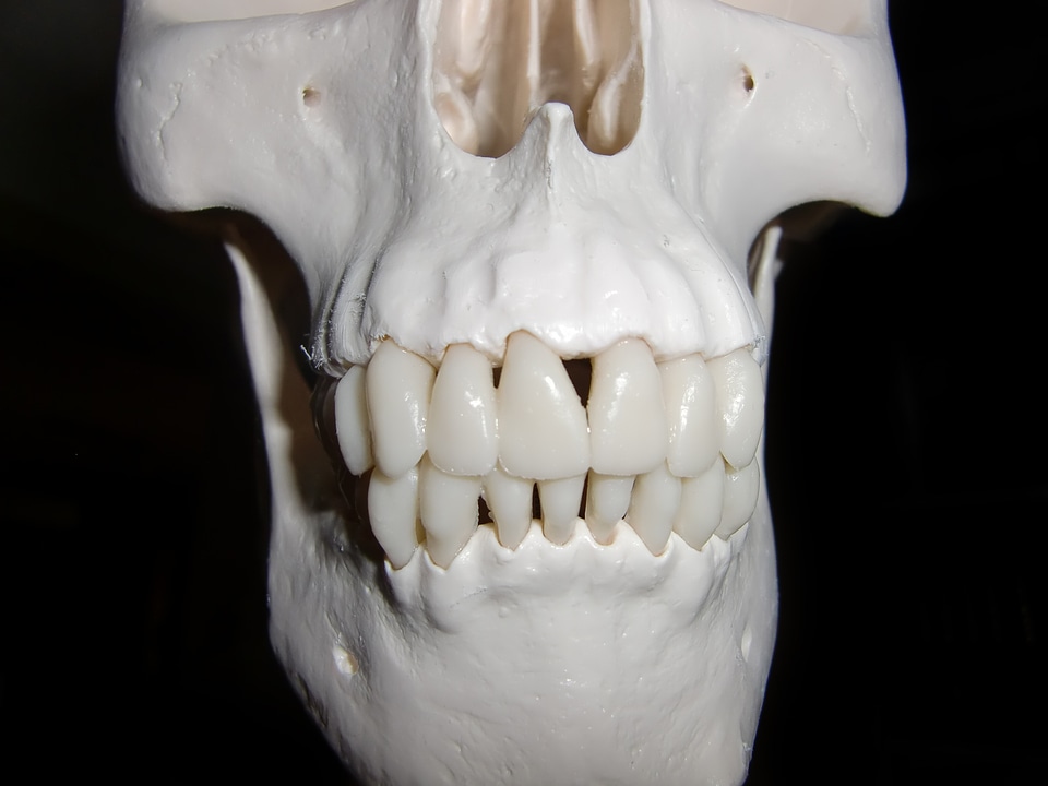 Skull bone horror bone