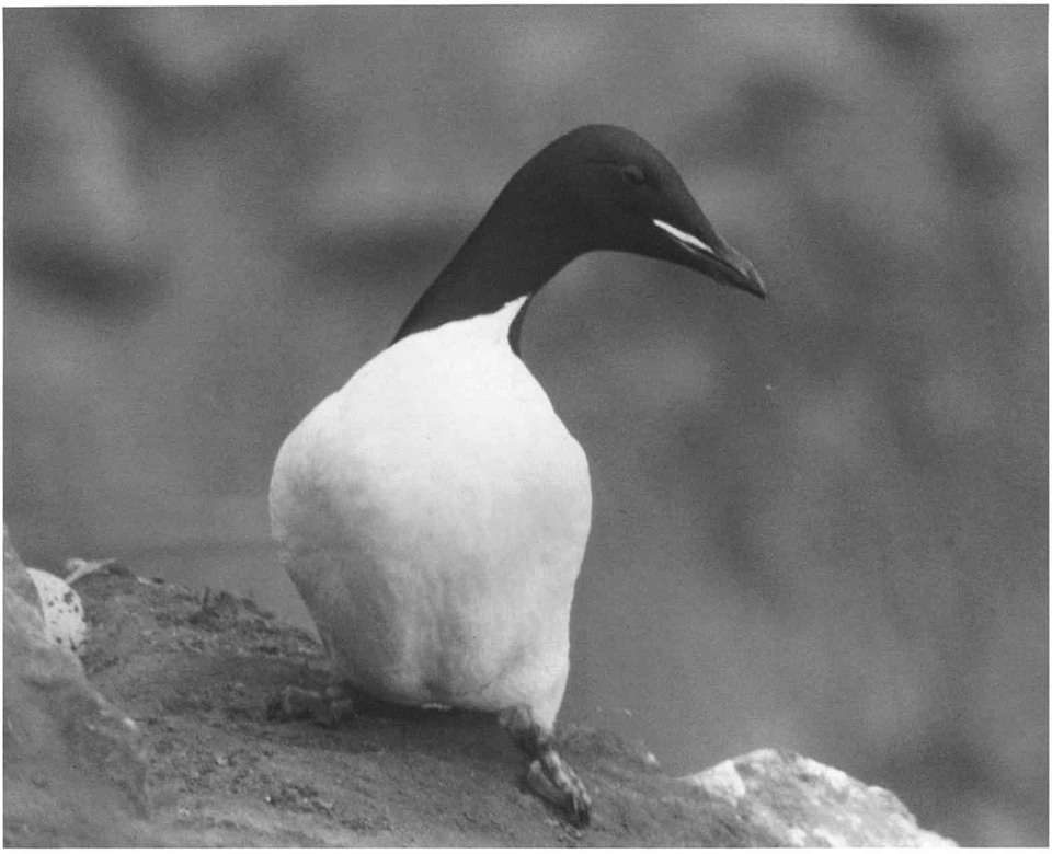 Uria Aalge Alcidae  