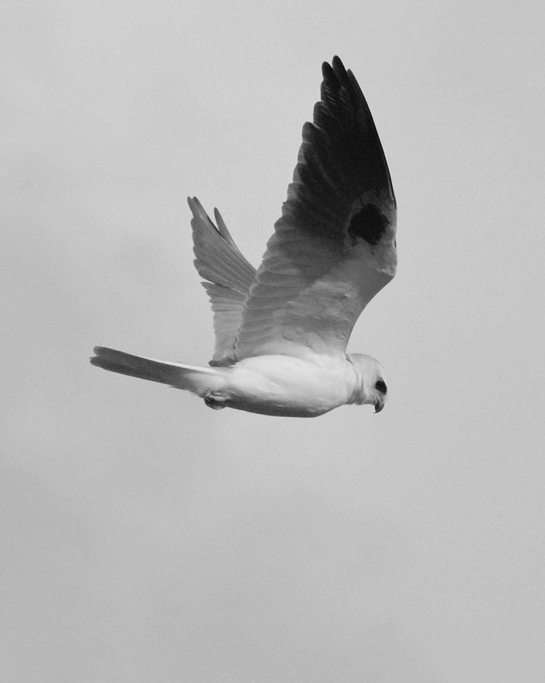 Bird dragon head flight