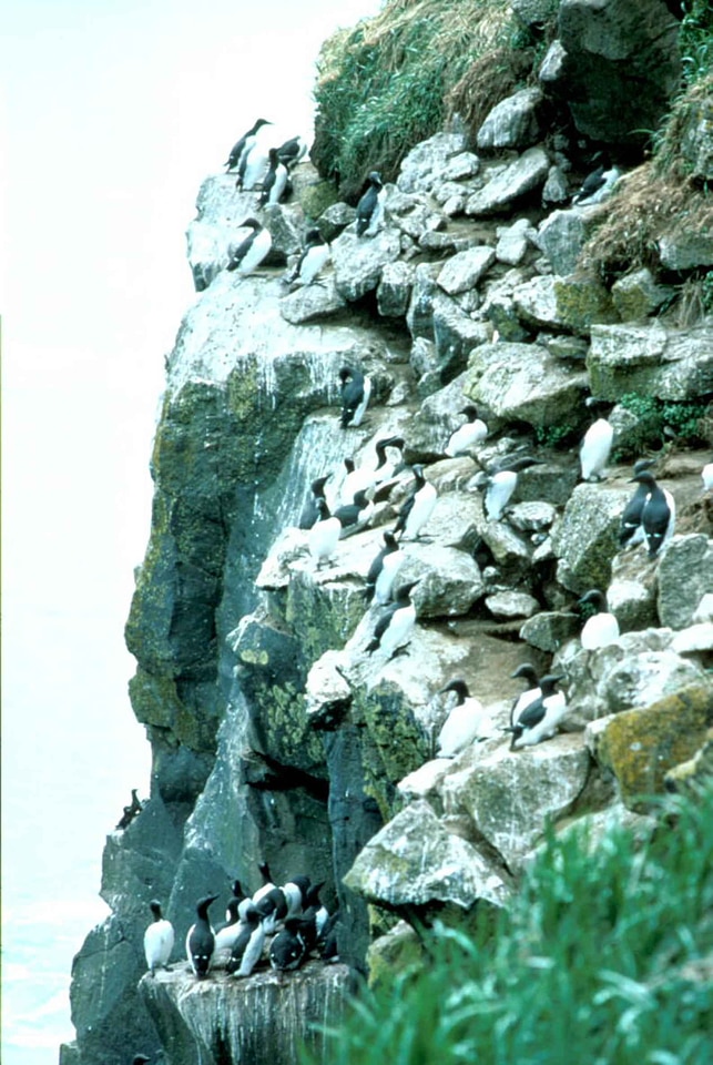 Bird common Uria aalge