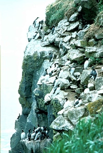 Bird common Uria aalge