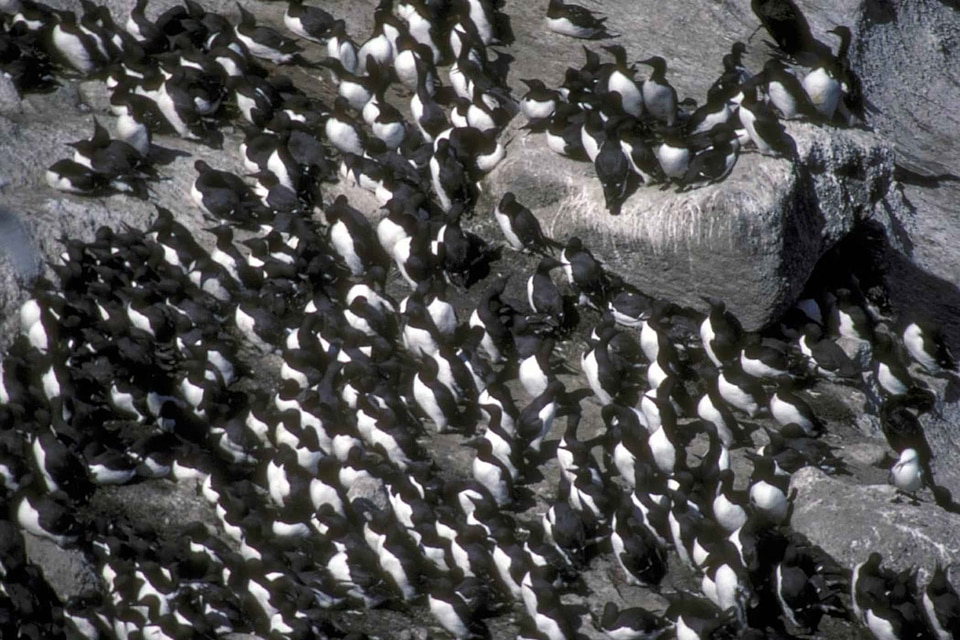 Bird colony Uria aalge alcidae