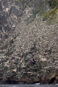 Bird colony Uria aalge alcidae