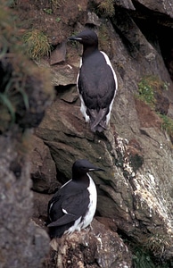 Bird Uria aalge Uria aalge alcidae