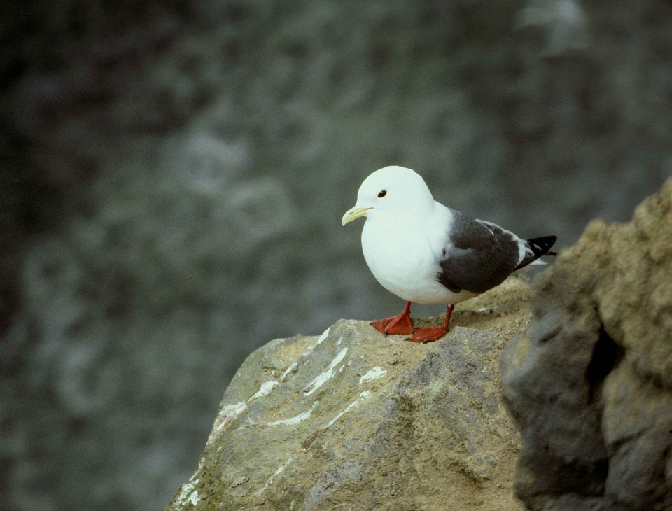 Bird red 