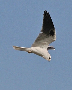 Bird close close-up