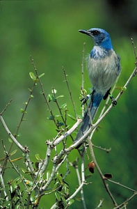 Bird scrub 