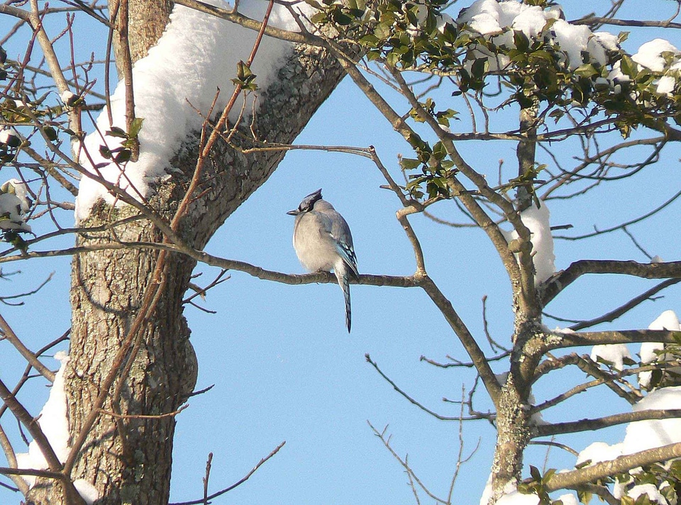 Bird blue Cyanocitta cristata