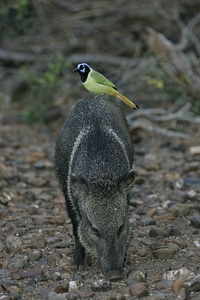 Bird greenery peccary