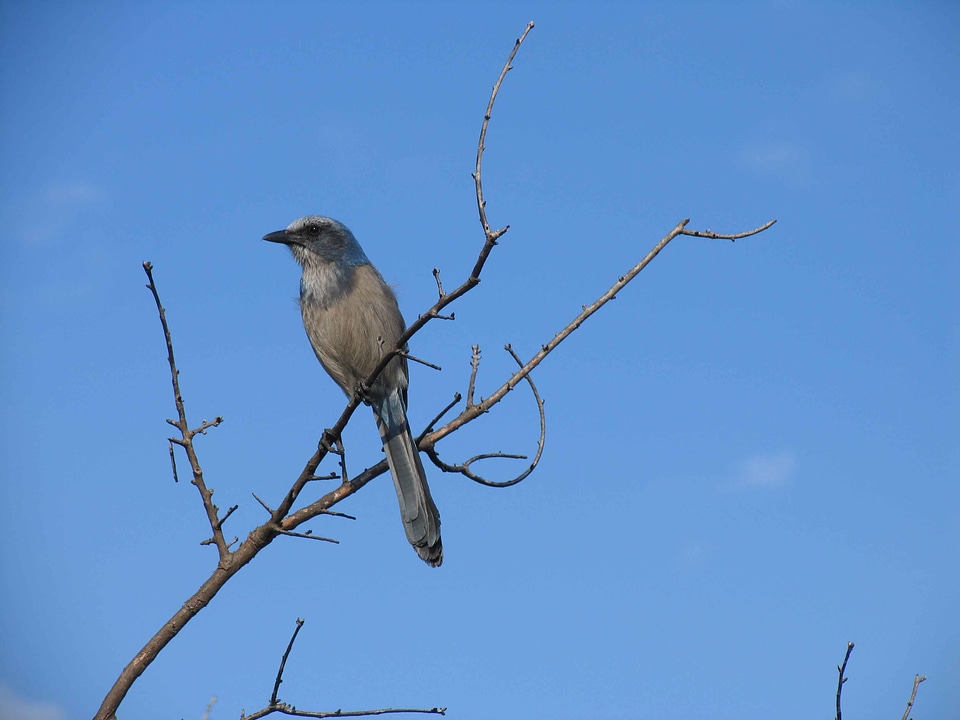 Bird blue scrub photo