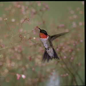 Hummingbird  