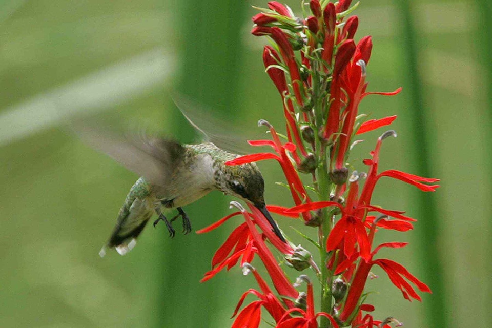 Bloom cardinal hummingbird
