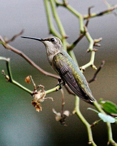 Bird hummingbird tree