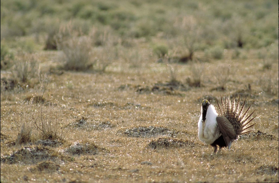 Assay bird Centrocercus urophasianus