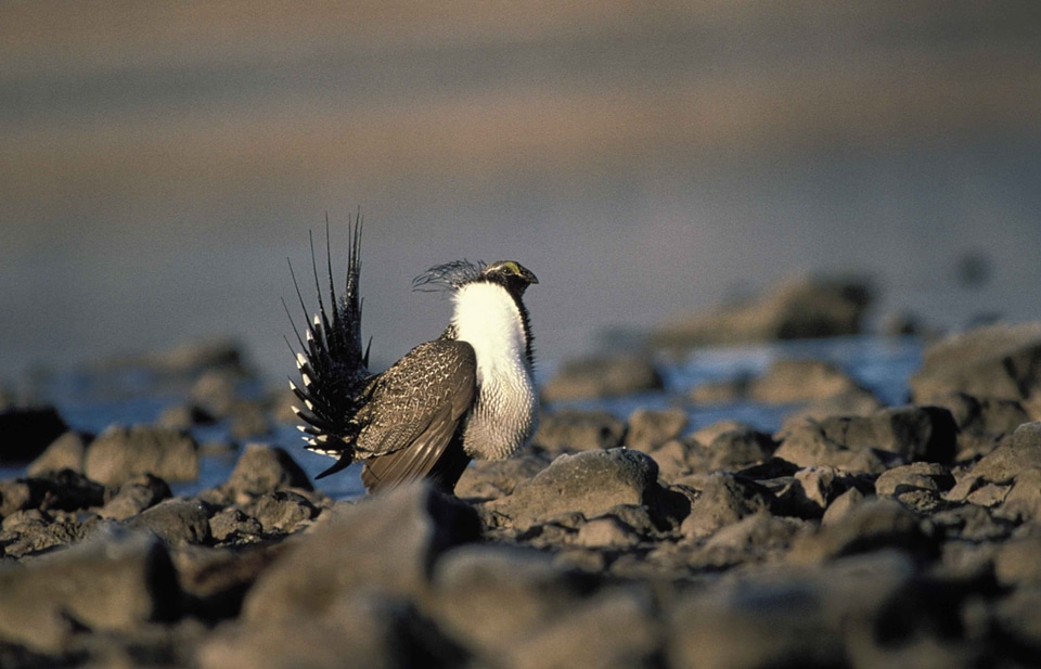Assay bird Centrocercus urophasianus