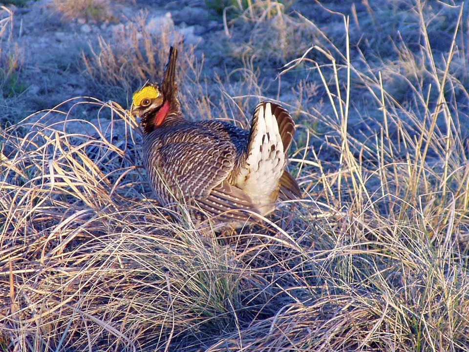 Bird chicken prairie photo