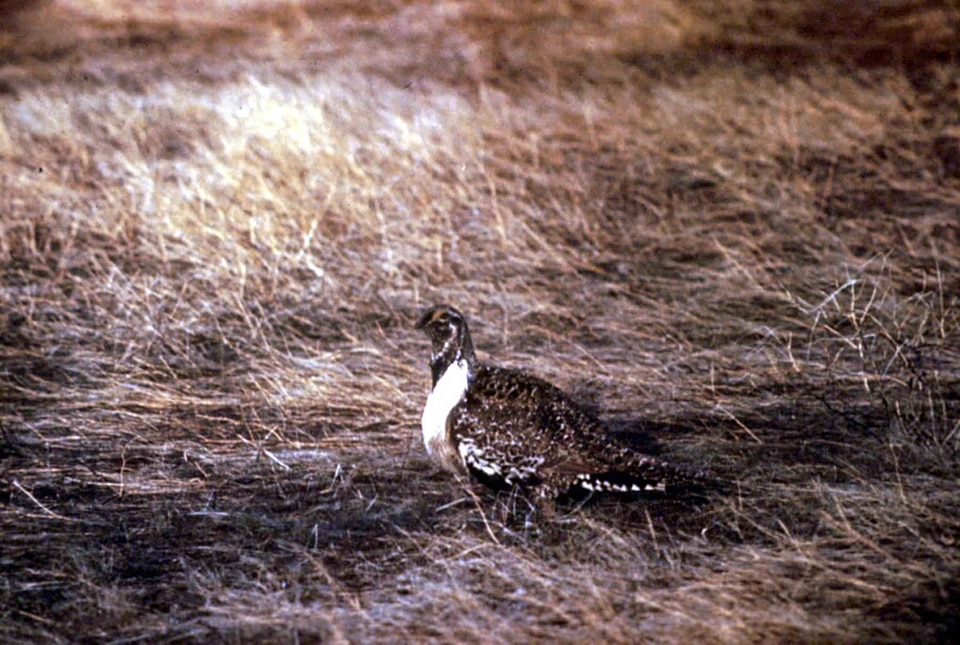 Assay bird Centrocercus urophasianus