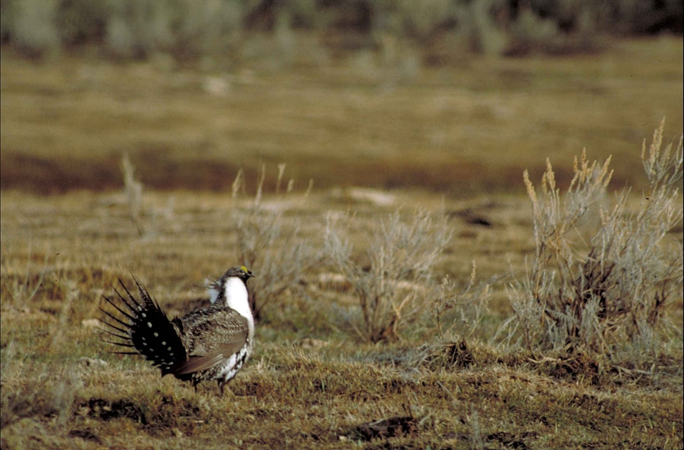 Bearing bird Centrocercus urophasianus