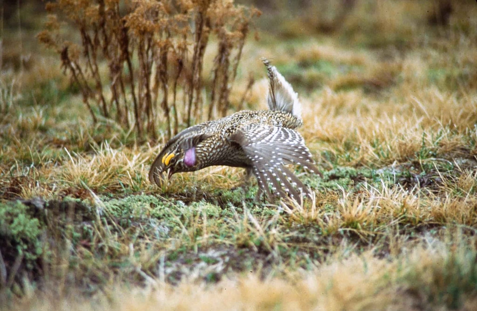 Bird Centrocercus urophasianus male