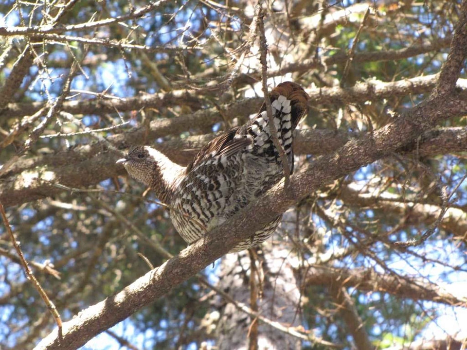 Bird Centrocercus urophasianus Falcipennis canadensis