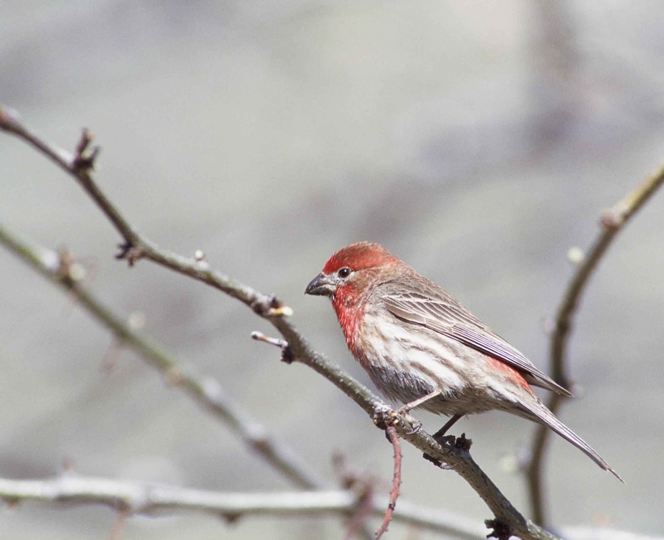 Bird bouquet Fringillidae