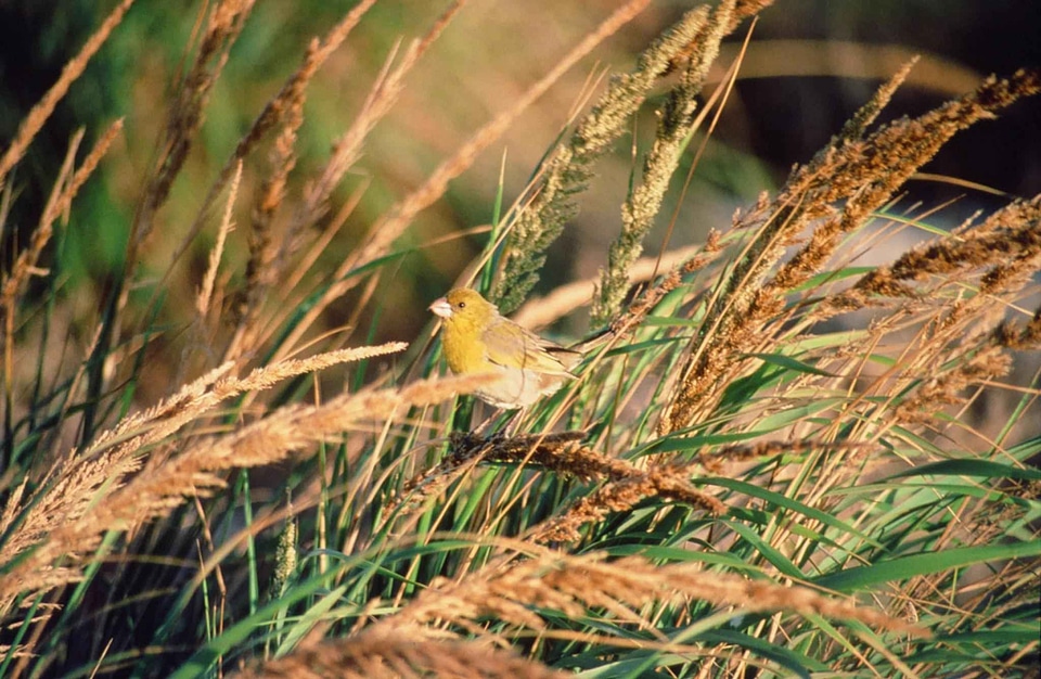 Fringillidae  