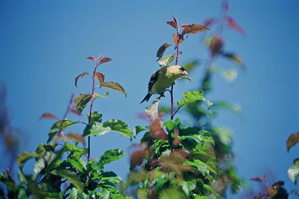 Bird Carduelis carduelis male
