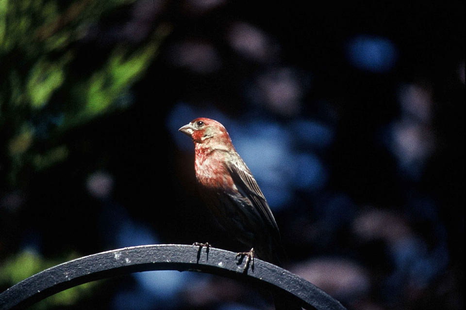 Fringillidae Haemorhous mexicanus home