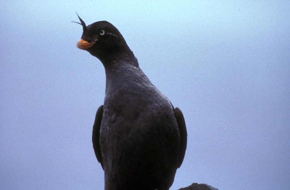 Aethia Cristatella bird 