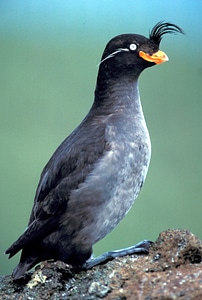 Aethia Cristatella bird rock