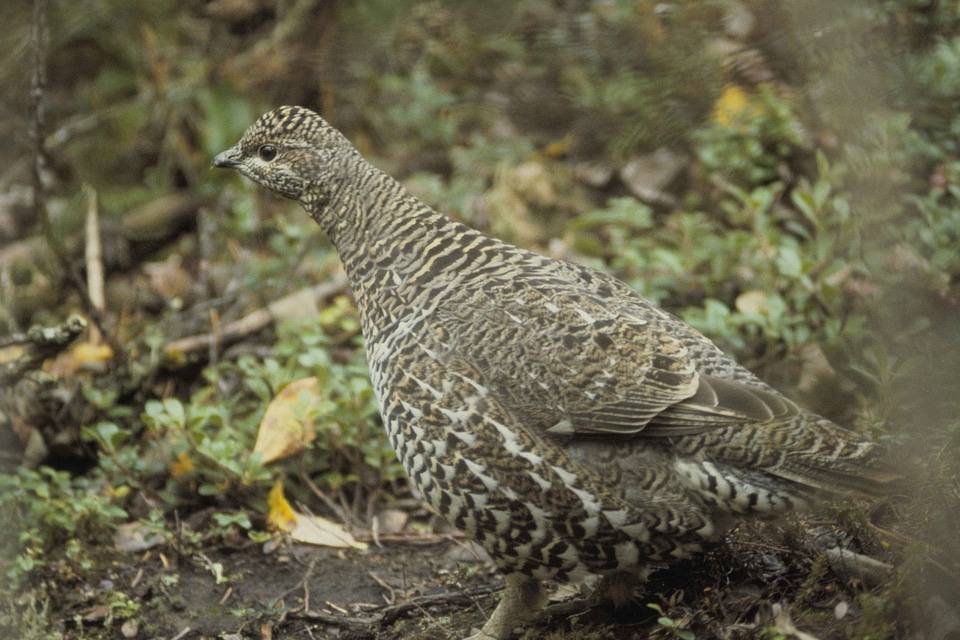 Bird Centrocercus urophasianus close