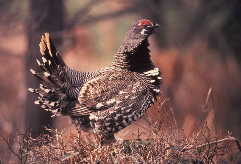 Alert bird Centrocercus urophasianus