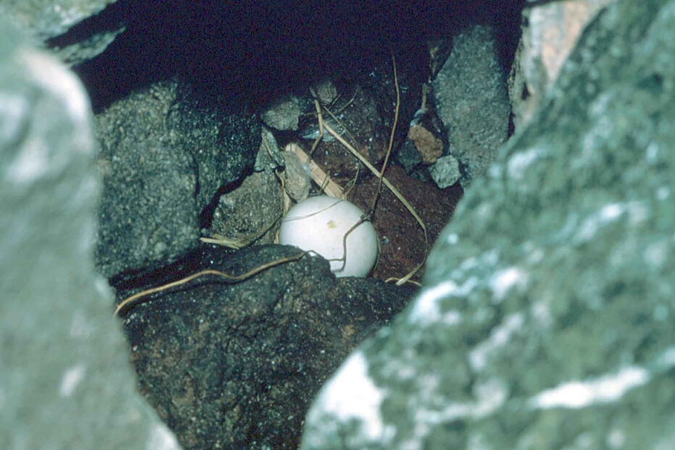 Aethia Cristatella egg nest