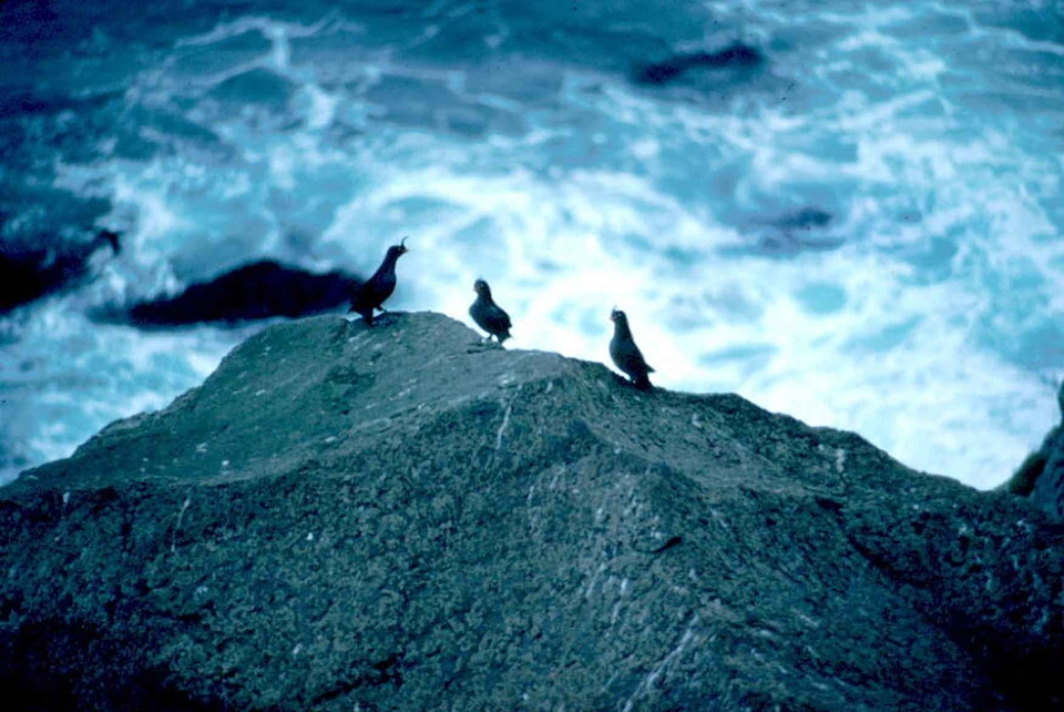 Alaska shoreline 