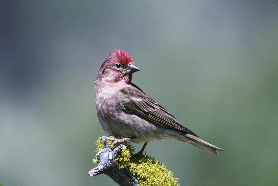 Bird Fringillidae 