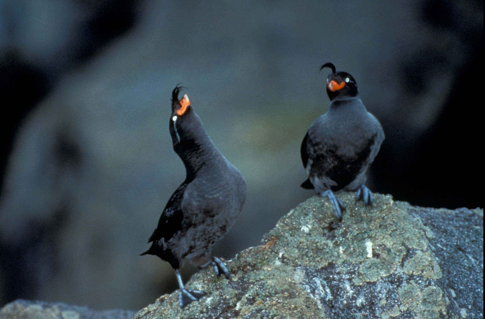 Couple gray rocks
