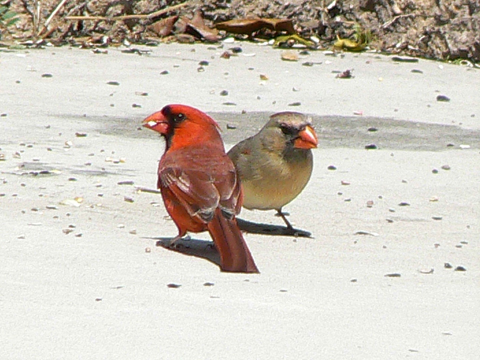 Background bird couple