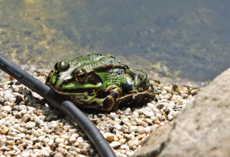 Pond garden pond frog pond